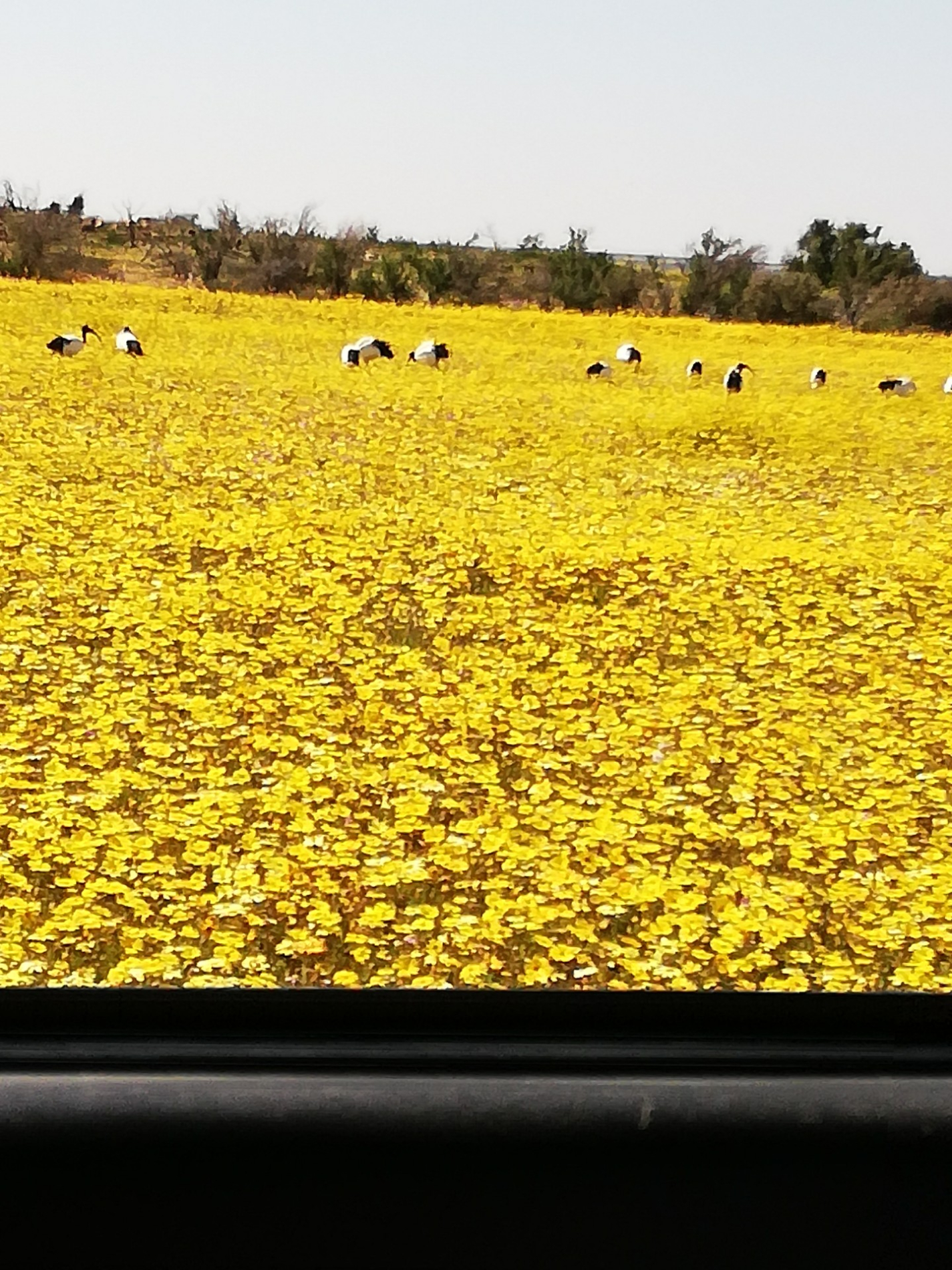 Blomme_1