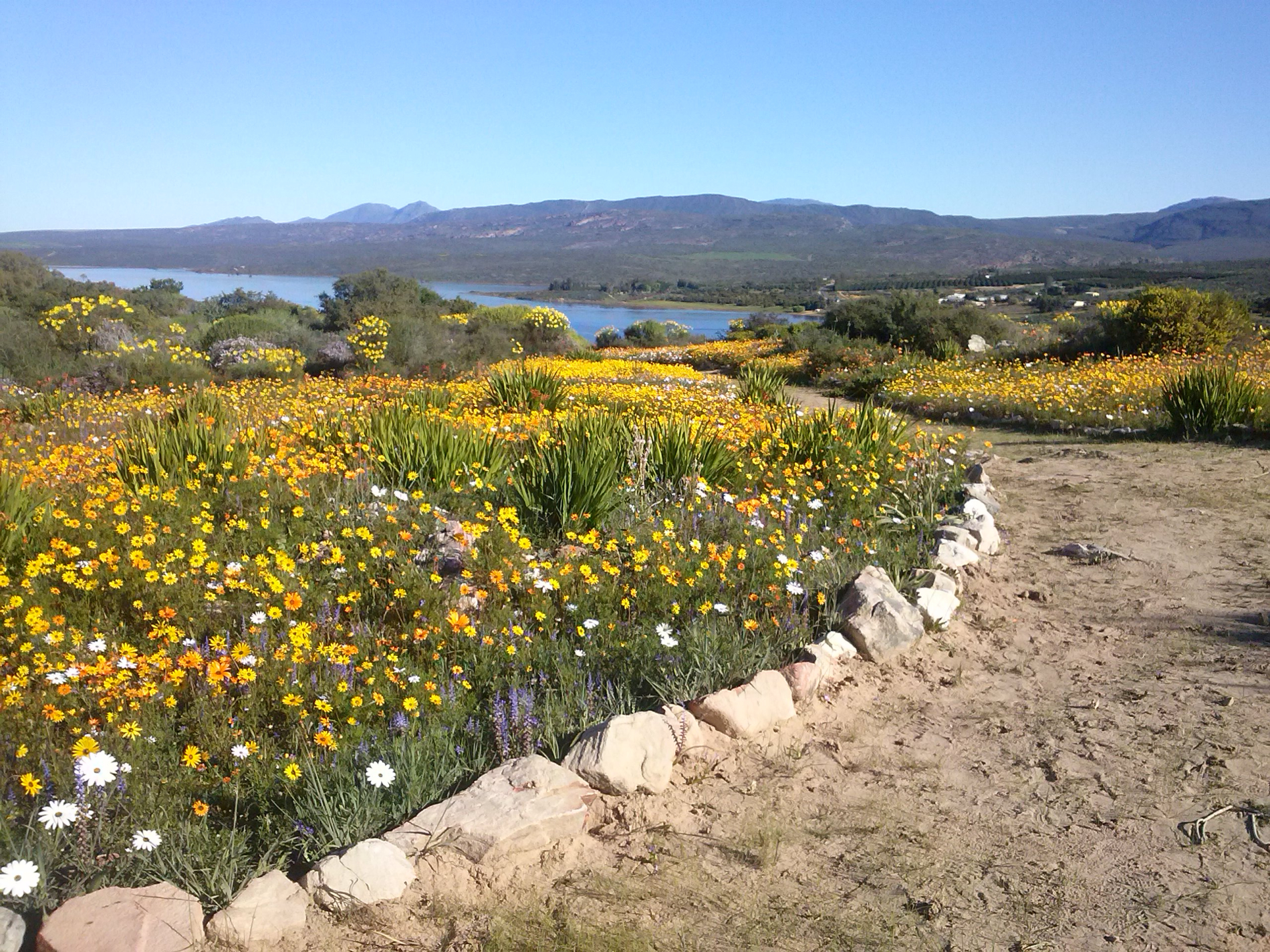 BlommeBerge_1